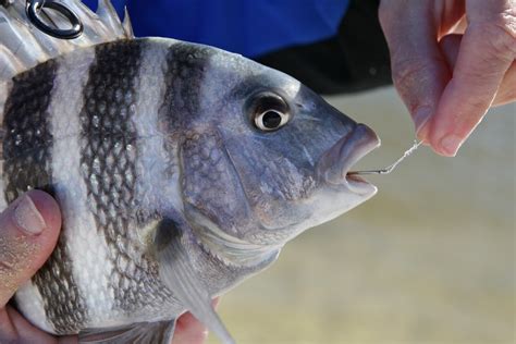 照片查魚|Picture Fish